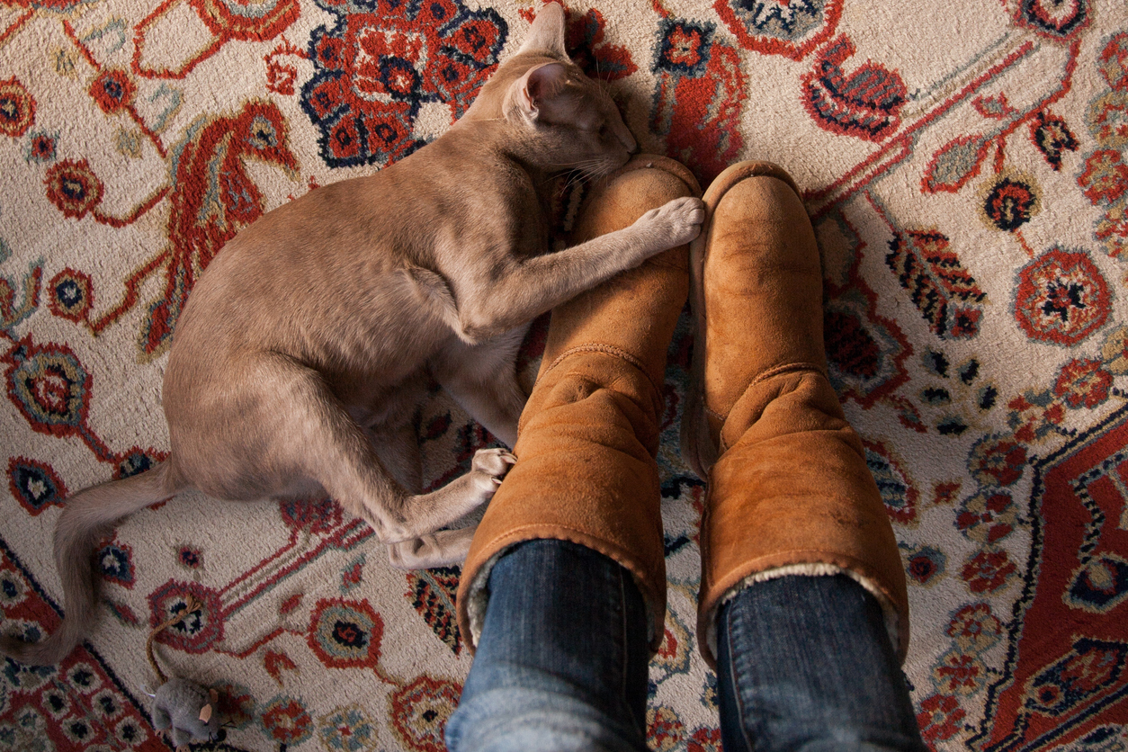 Removing the stain oriental rugs in Fort Myers Royal Oriental Rug