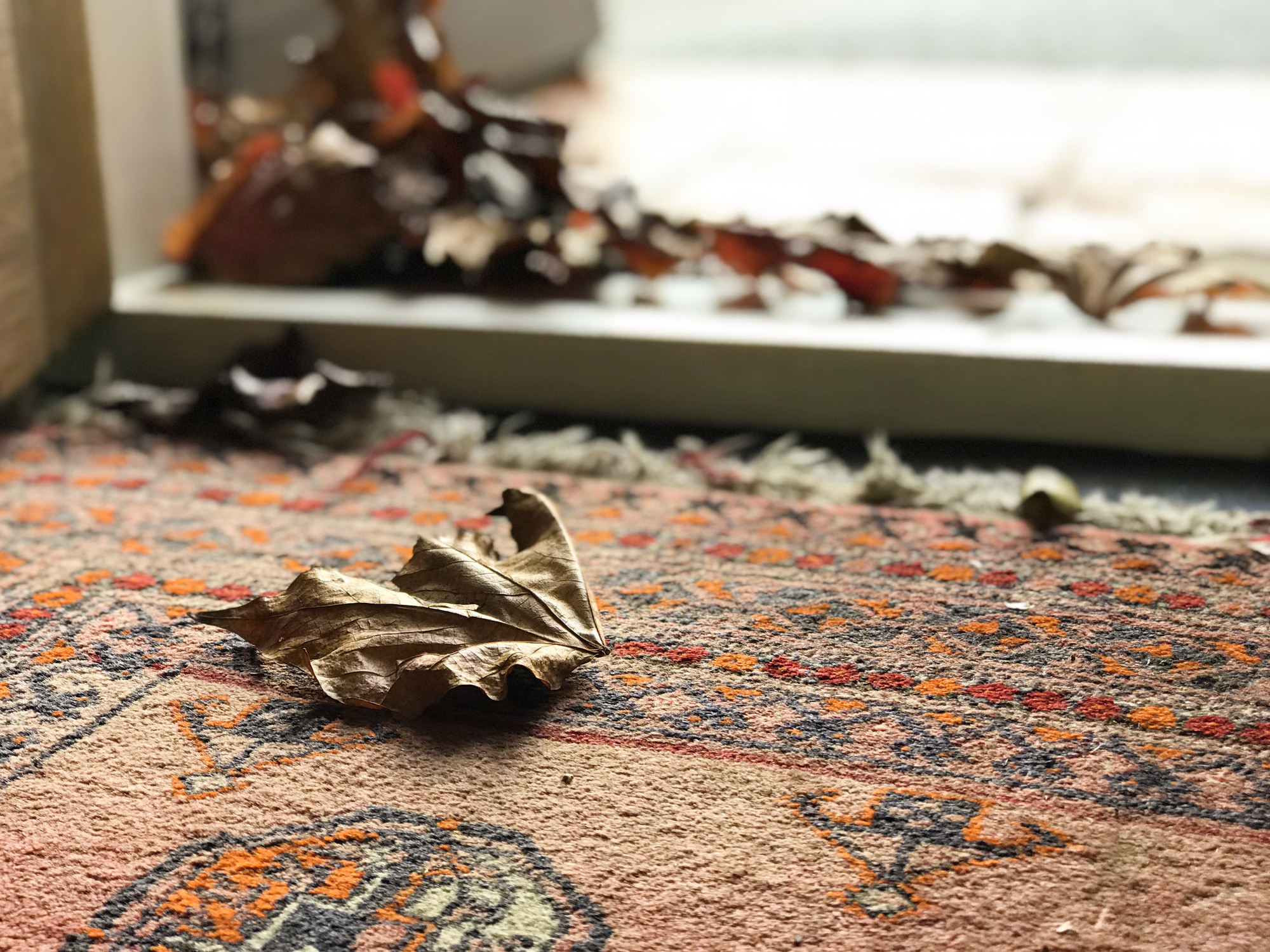 The Importance of MothProof Oriental Rugs in St. Petersburg Royal